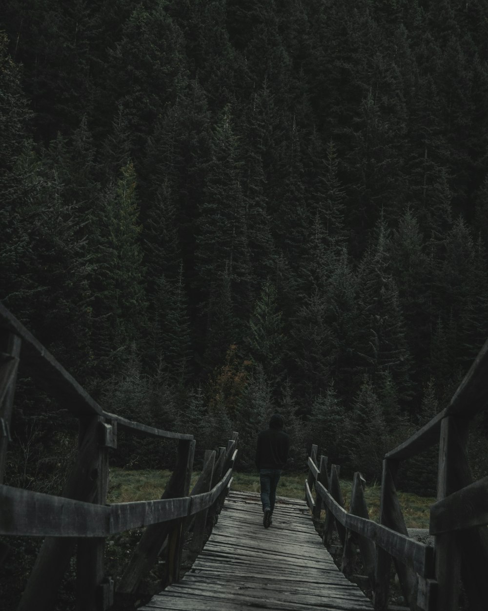 person walking on wooden bridge near pine trees during daytime