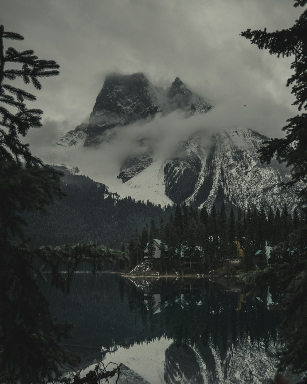 pine trees beside snow-covered mountain