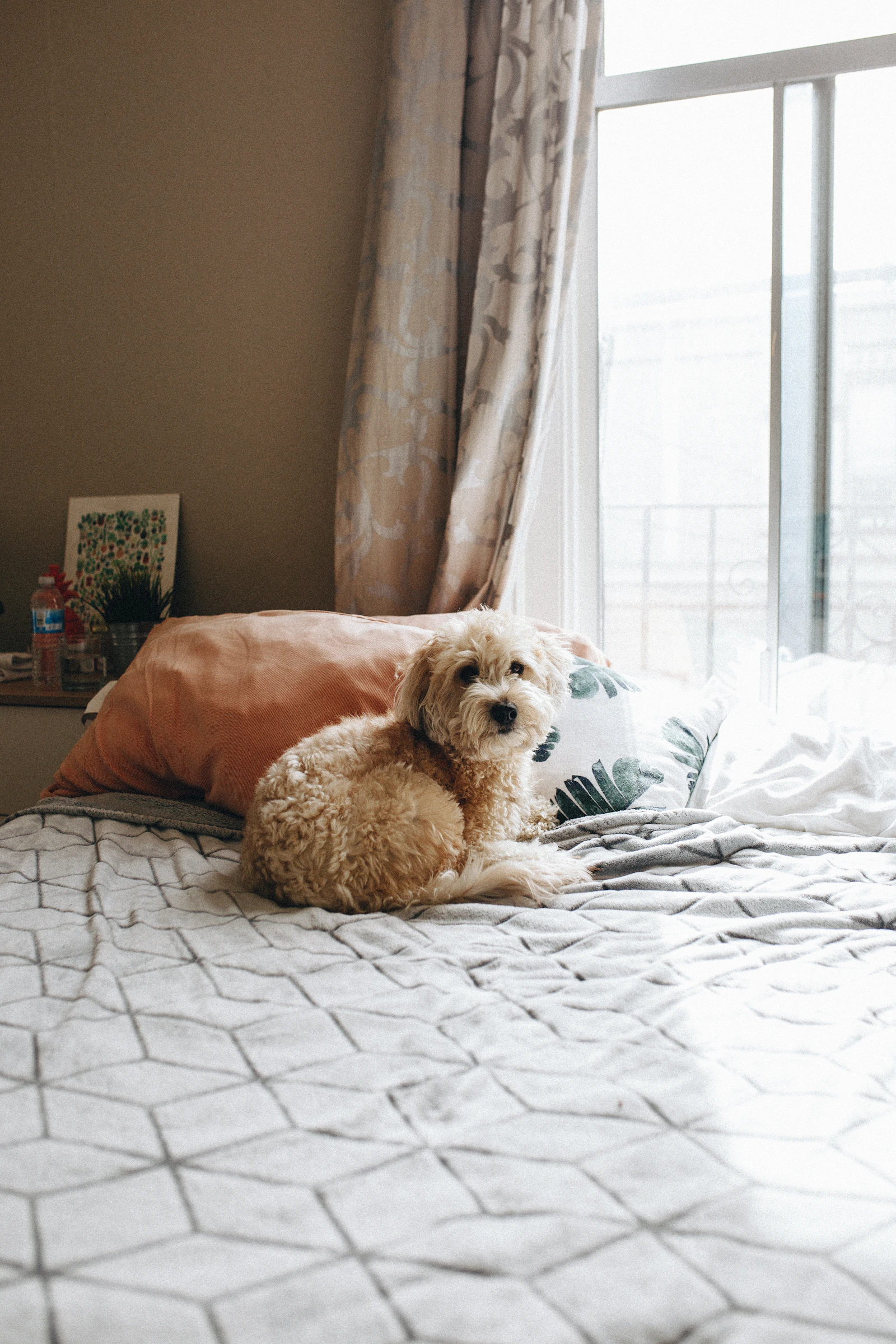 Adult brown Lhasa Apso lying on a bed, photo on Unsplash