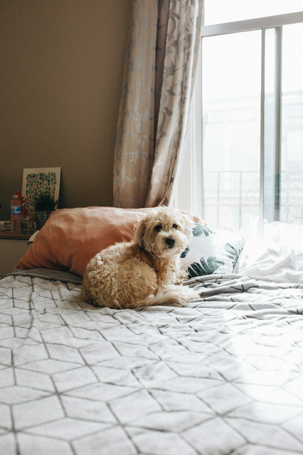 adult brown Lhasa apso on bed