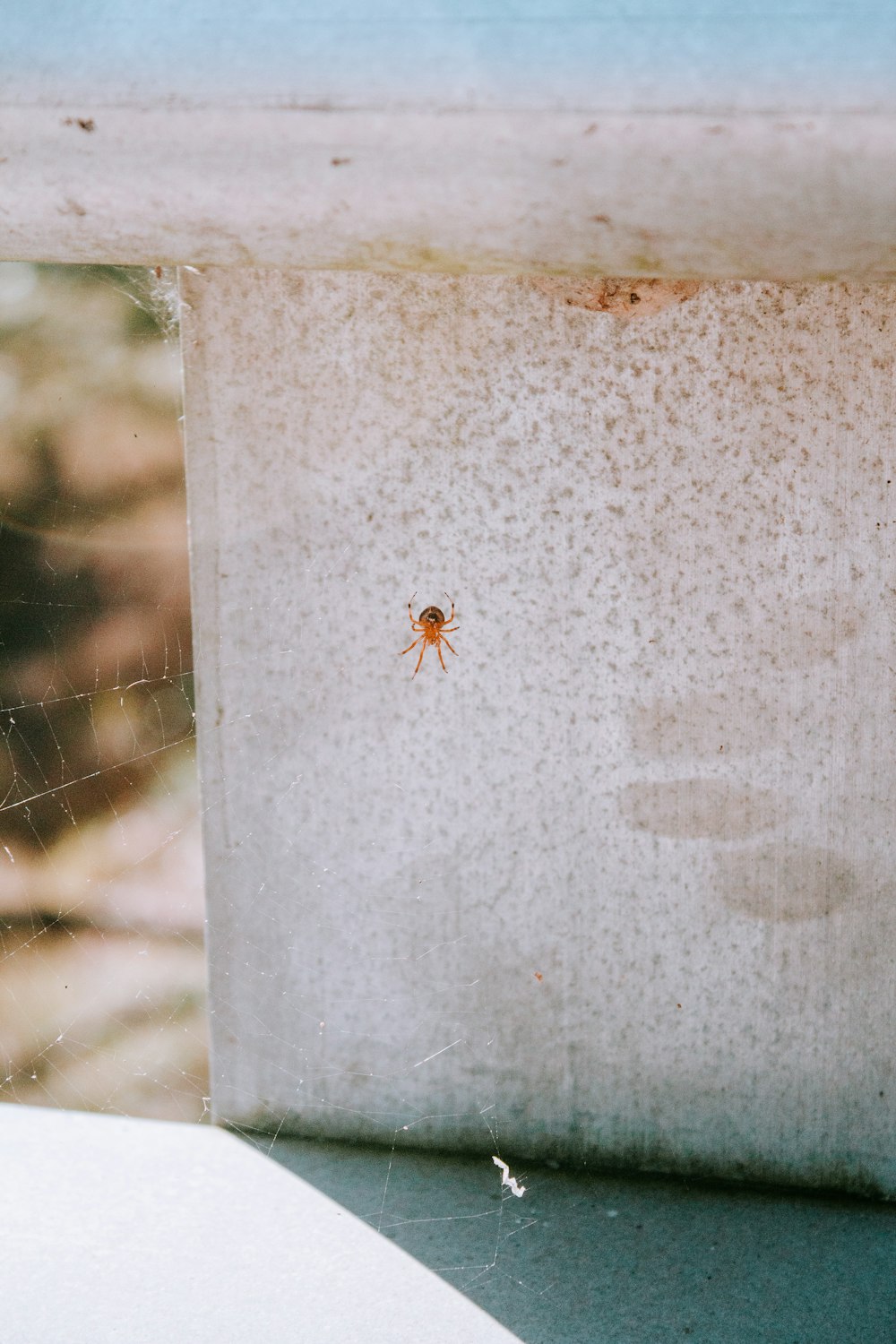 Primer plano de la araña marrón