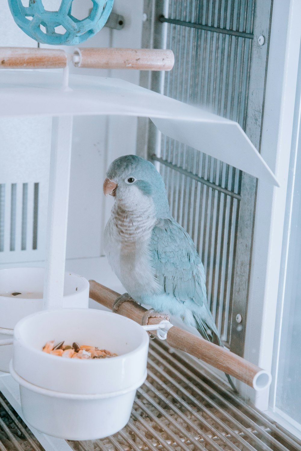 blue and white bird in cage