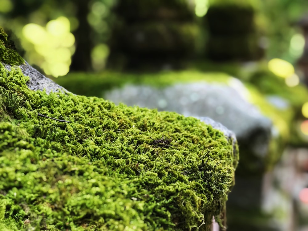 focus photography of grass