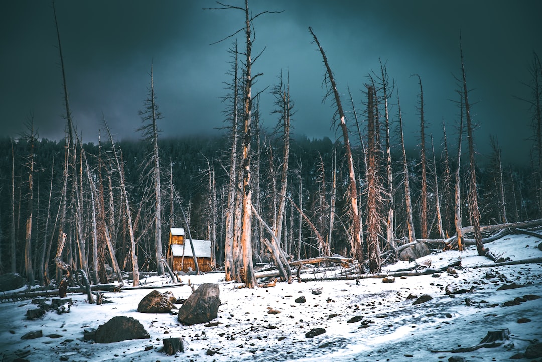 Forest photo spot Mammoth Lakes Taft Point