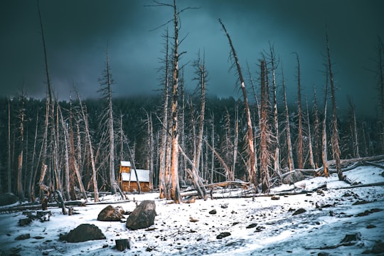 bare trees scenery in Mammoth Lakes United States