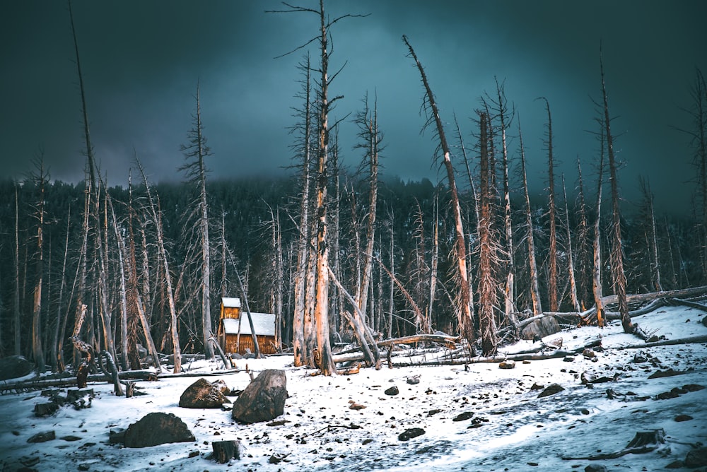 bare trees scenery