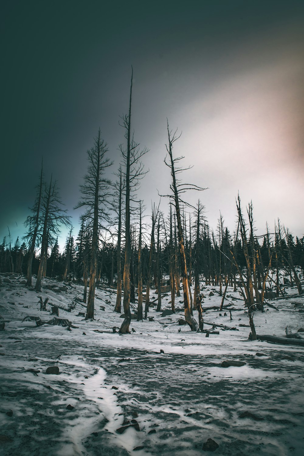 brown bare trees