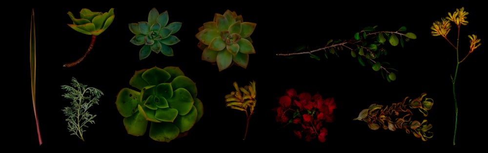 close-up of succulent plants
