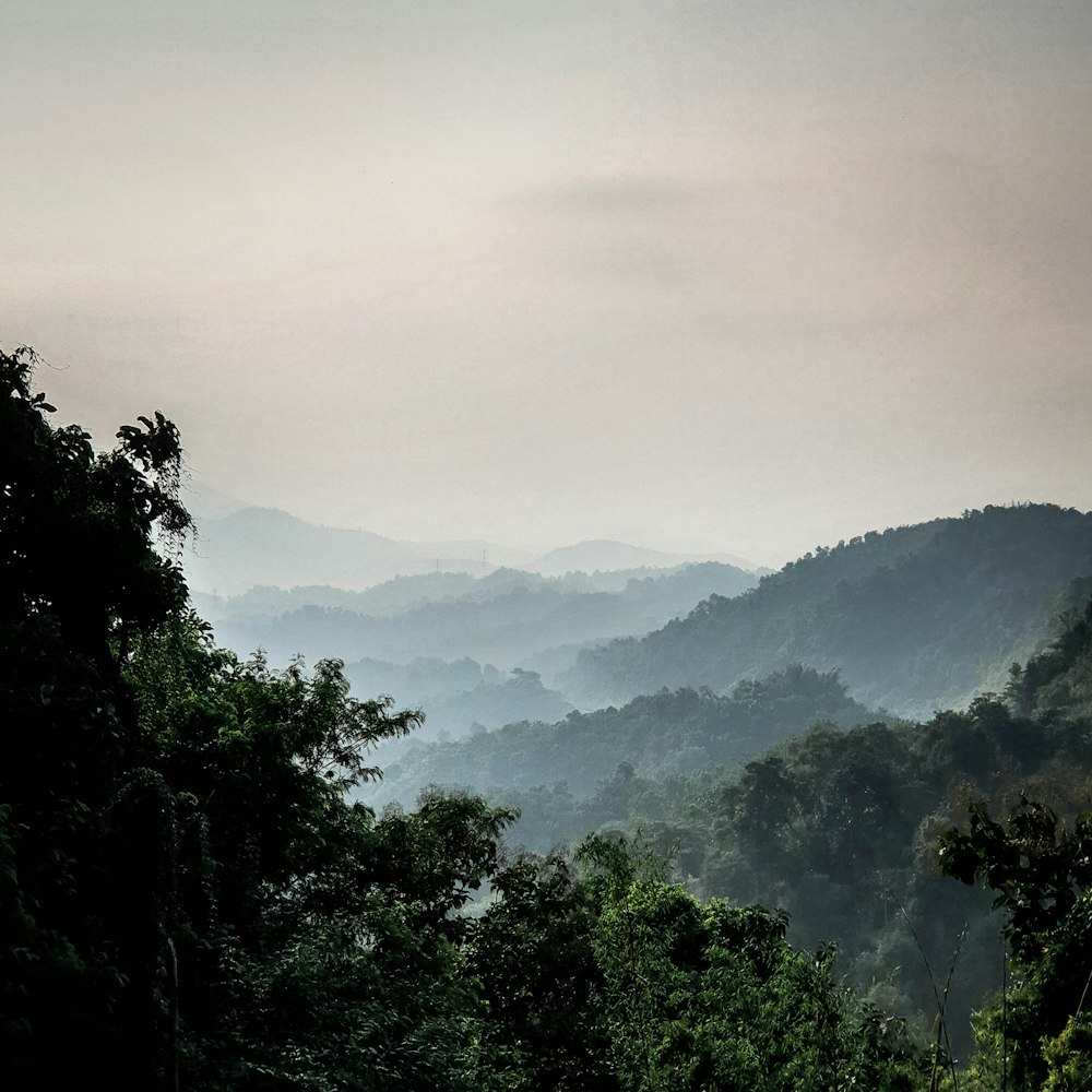 high-angle photography of trees on mountain