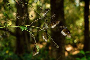 Dandeli