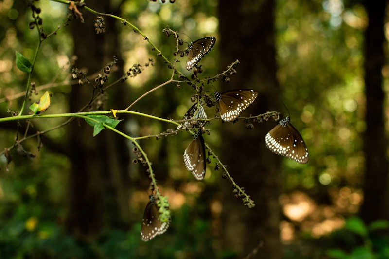 Must Visit Landmarks in Dandeli and the Stories Behind Them