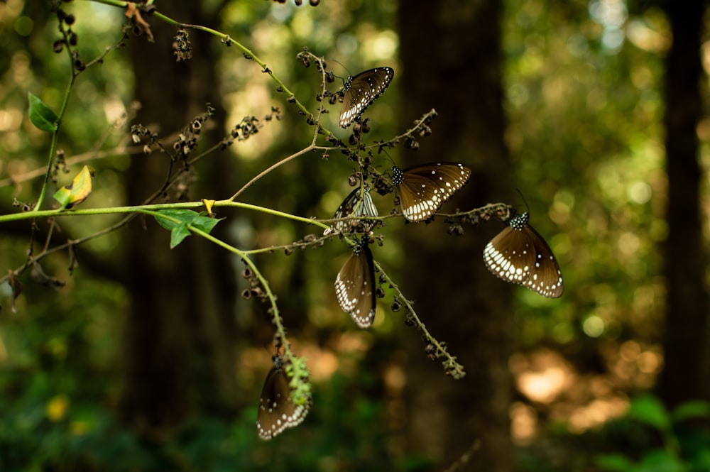brown butterflies standing on green plant
