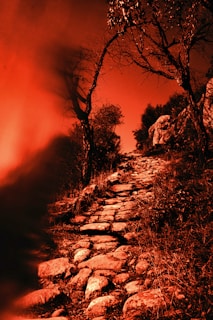 trees and pathway