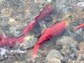 Close-up of vibrant fish eggs gently floating in clear water.