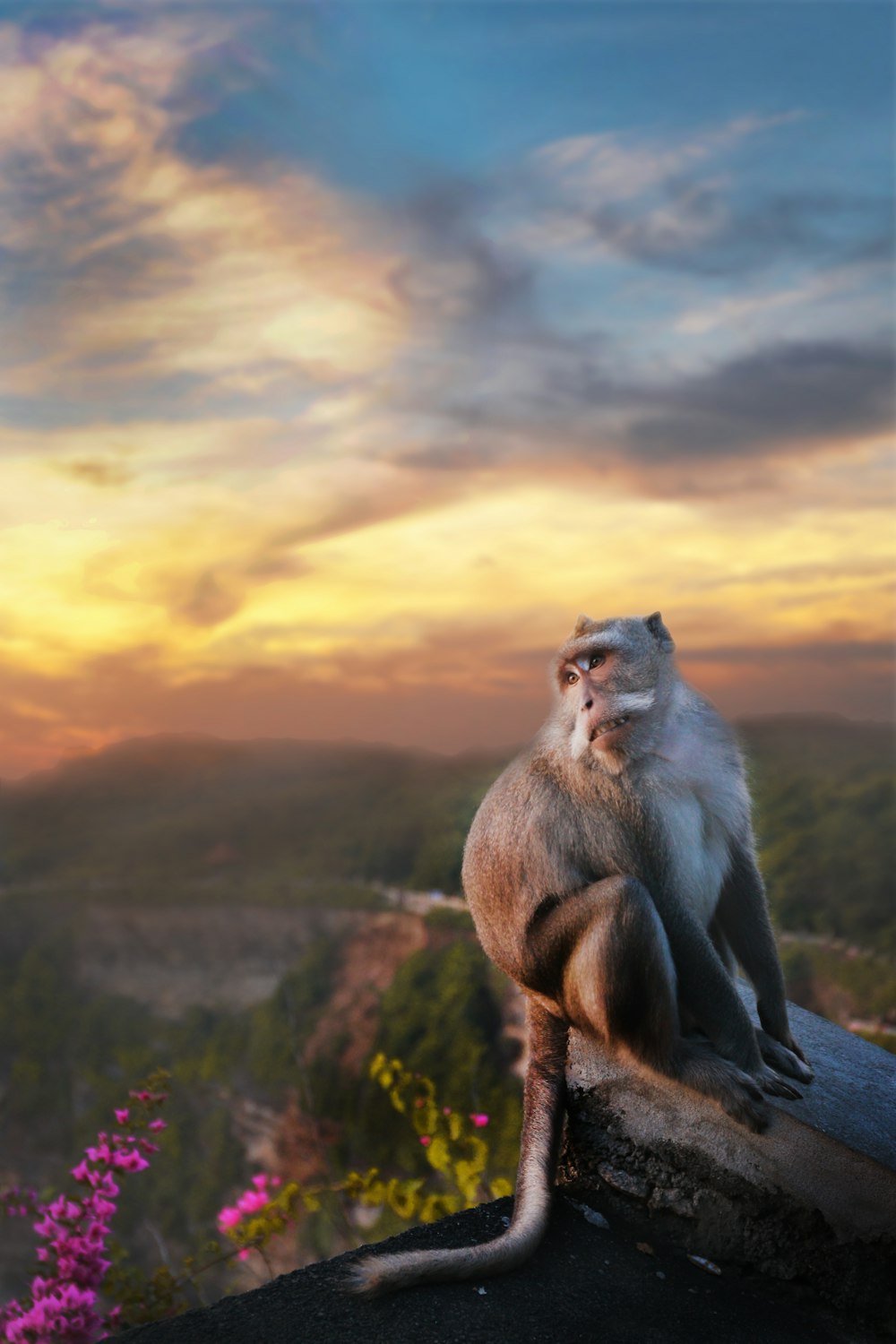 monkey sitting on rock near cliff