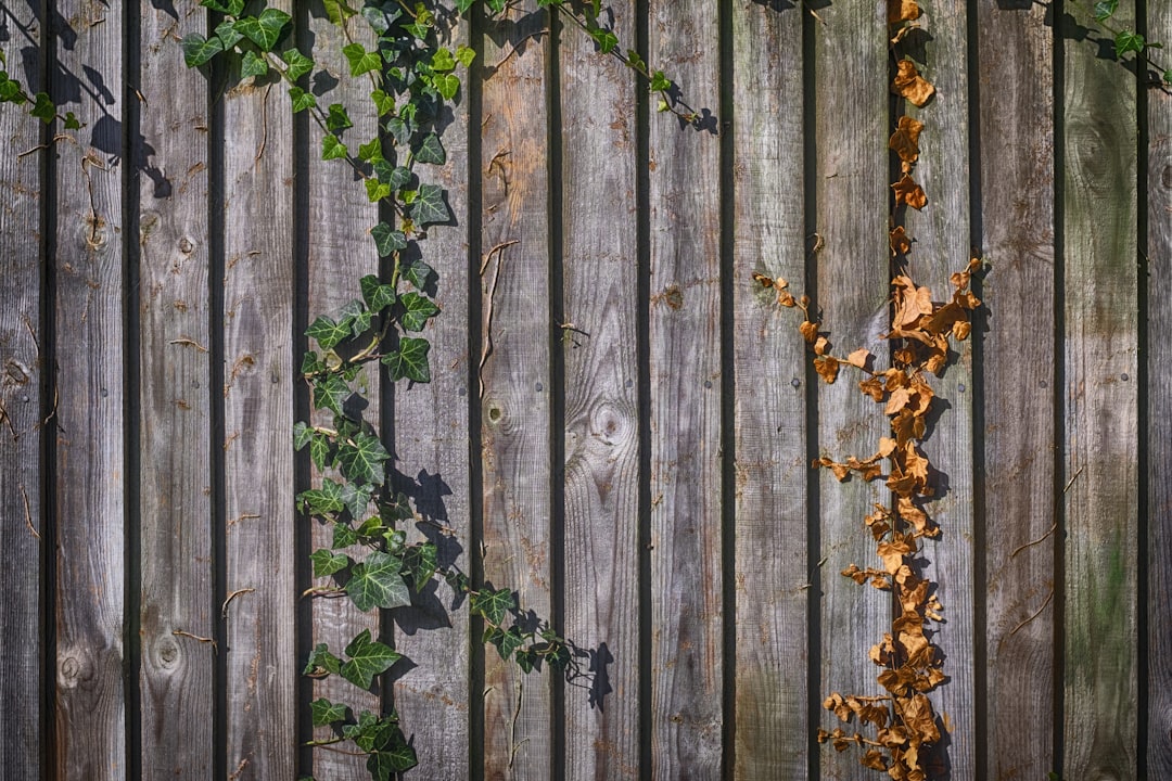 brown wooden wall beside plant