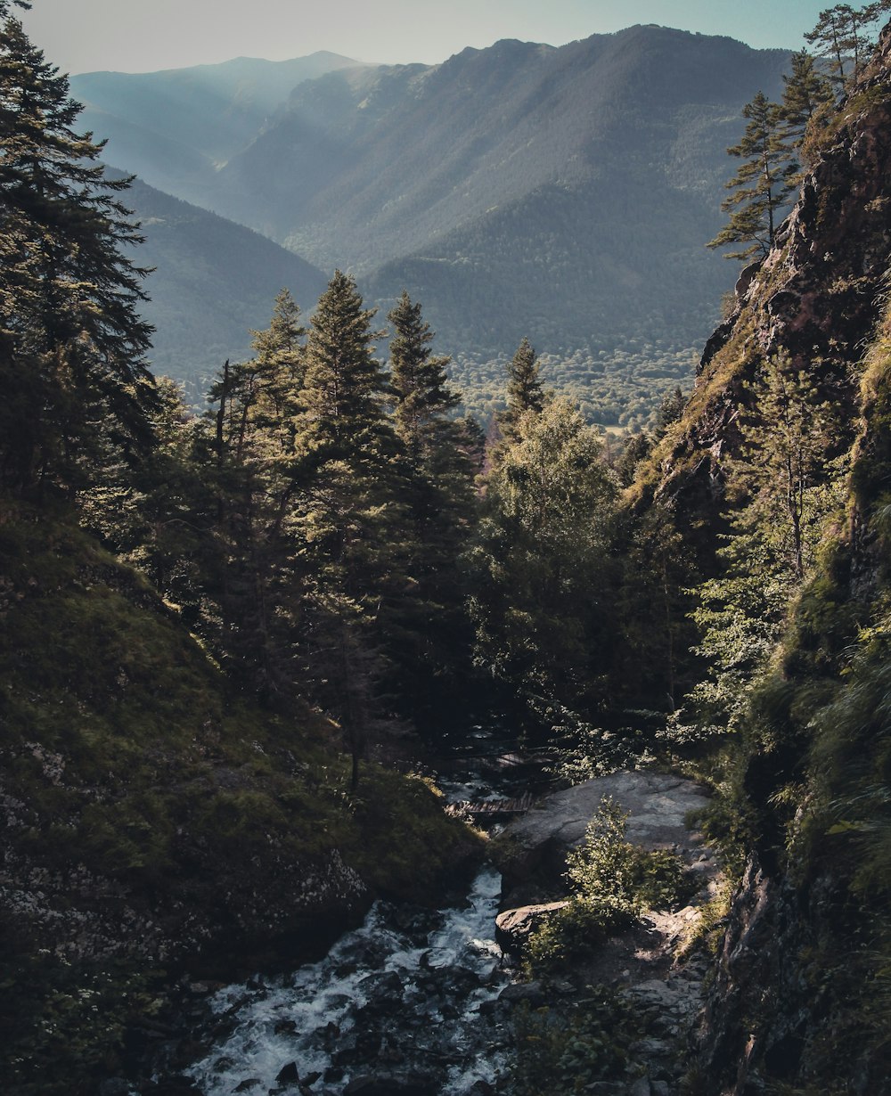 river under trees on hill at daytime