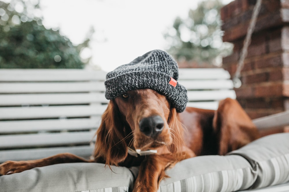 chien couché sur un banc de balançoire