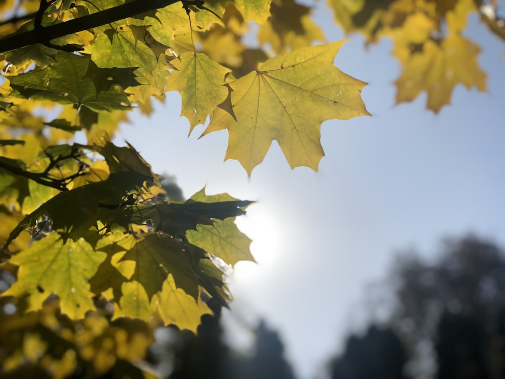 selective focus photography of green and yellow tree