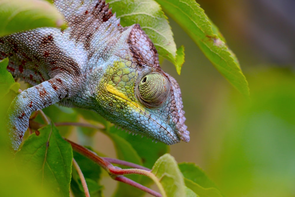 close view of chameleon