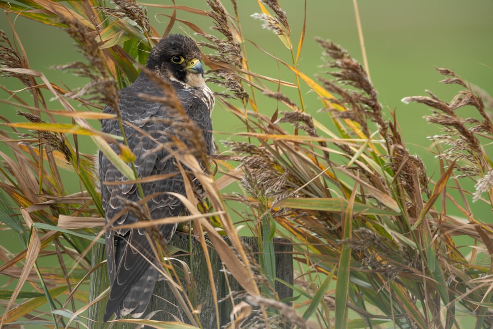 brauner Vogel umgeben von grünen Blättern