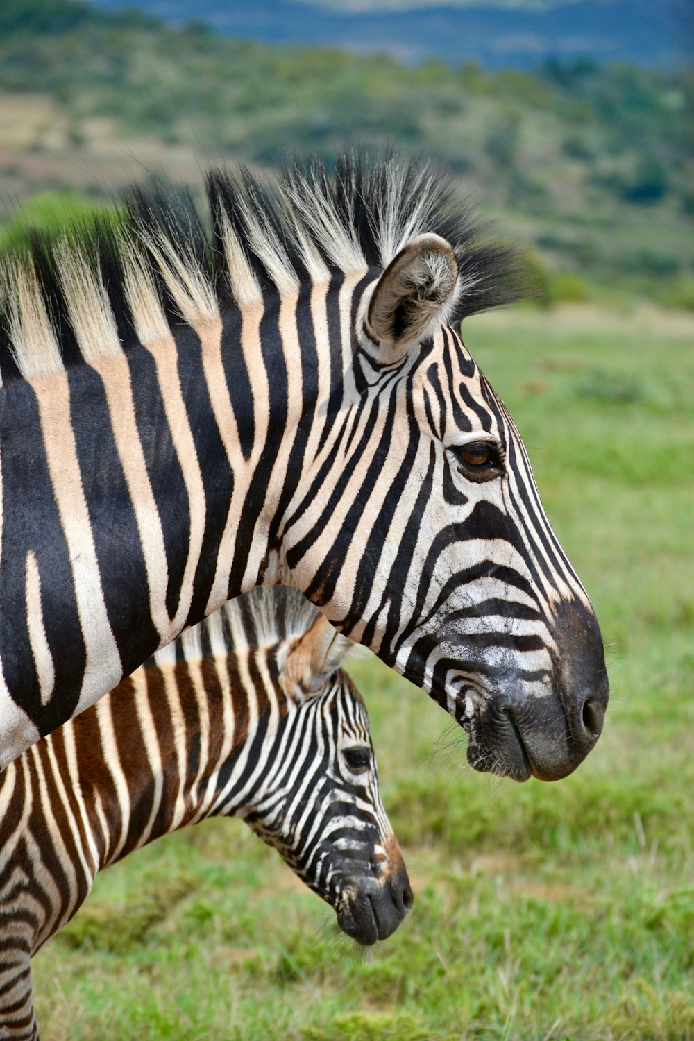 two zebras facing sideways