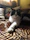 A sleek cat lounging on a sunny windowsill wearing a vibrant, custom-fitted outfit.