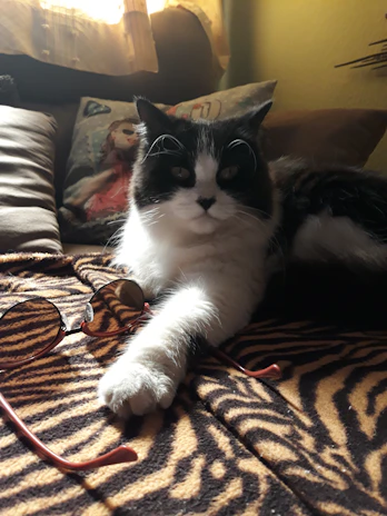 A stylish cat lounging comfortably on a colorful blanket, showcasing a delicate CoquetoPaw accessory.