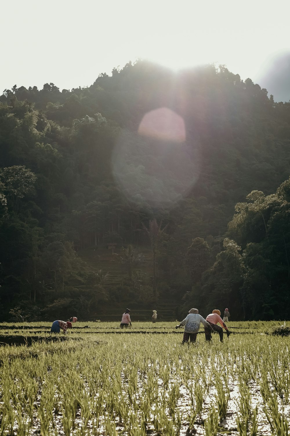 persone che piantano riso durante il giorno