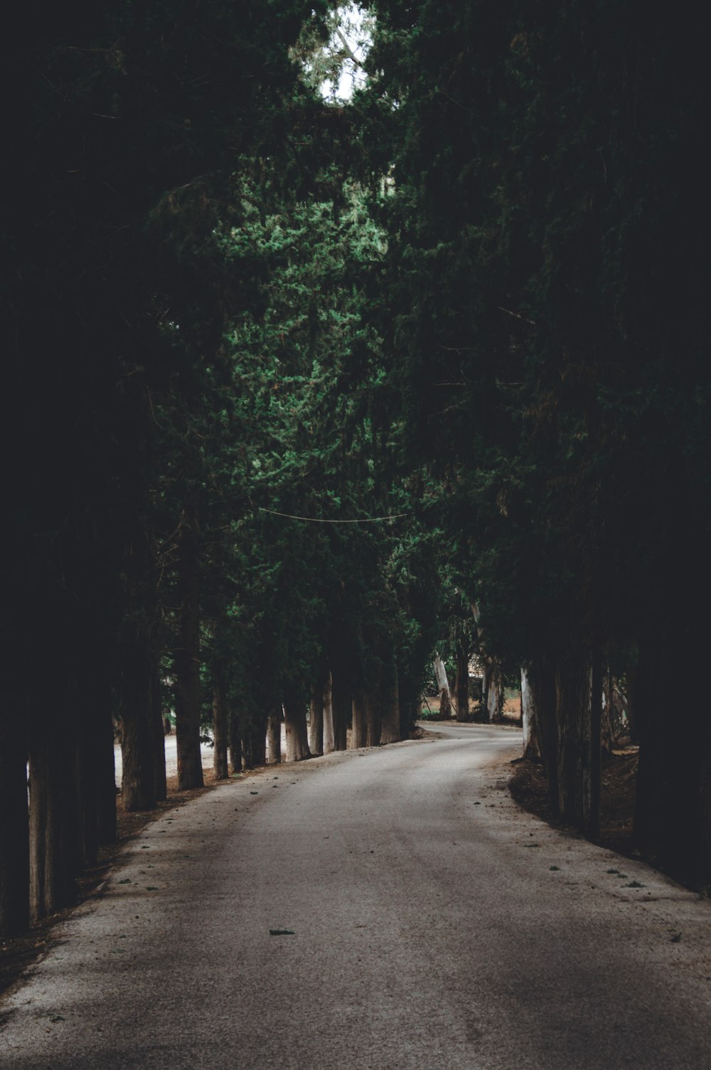 green trees during daytime