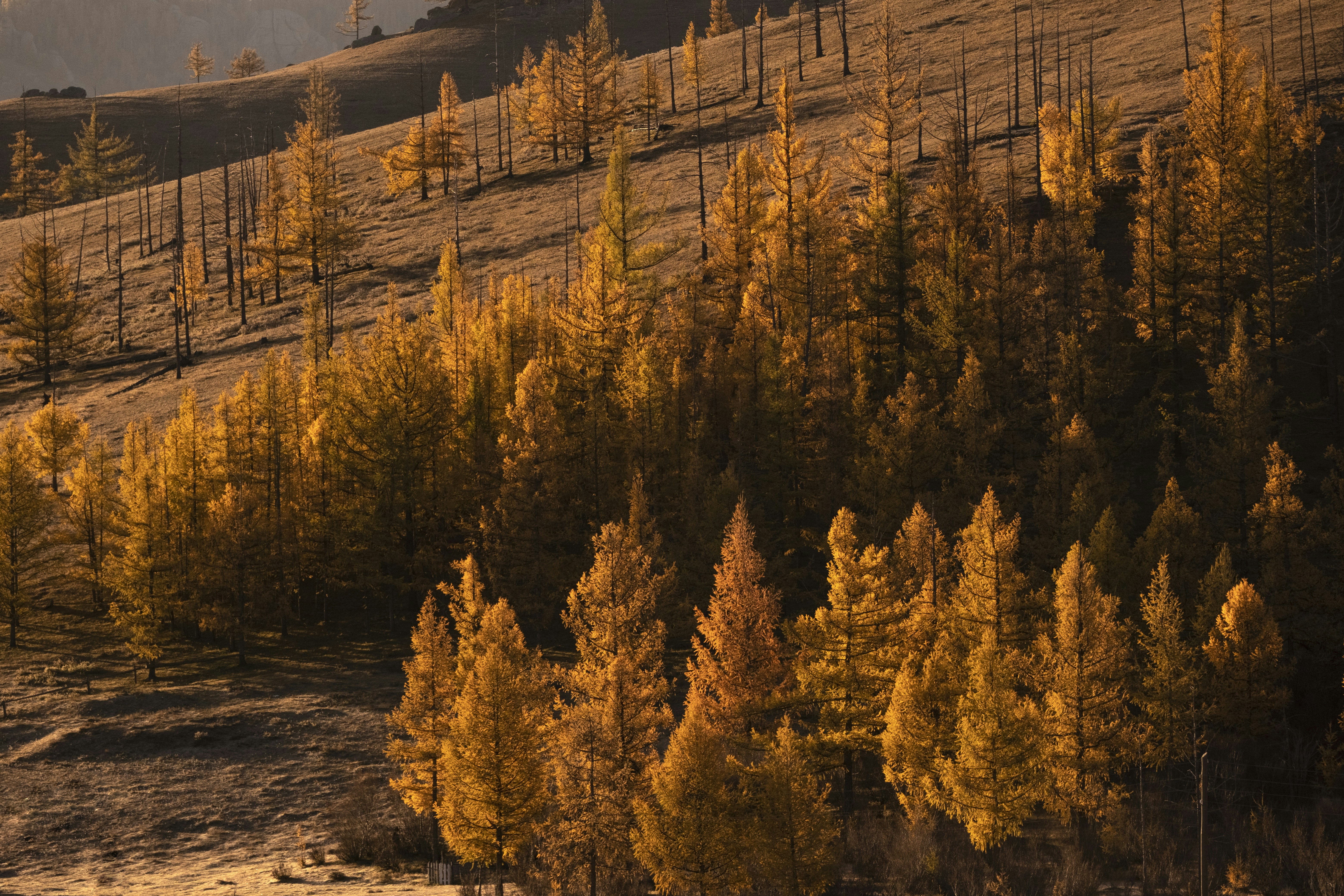 Landscape photography of brown-leafed trees - null wallpaper in 6240x4160 resolution