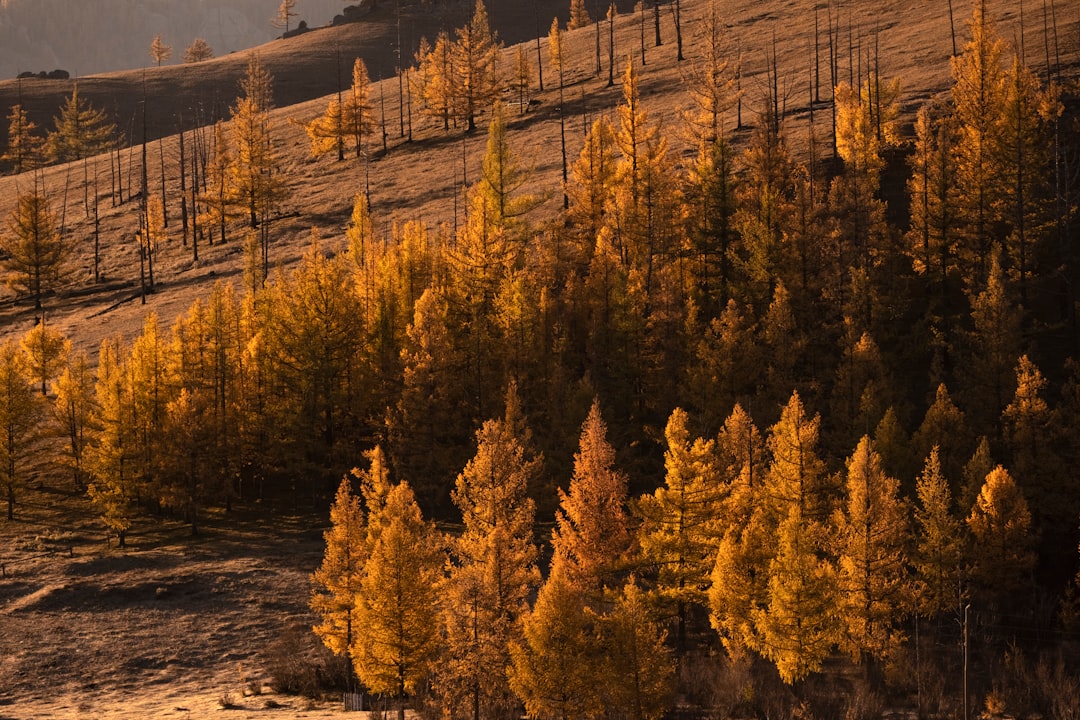 landscape photography of brown-leafed trees