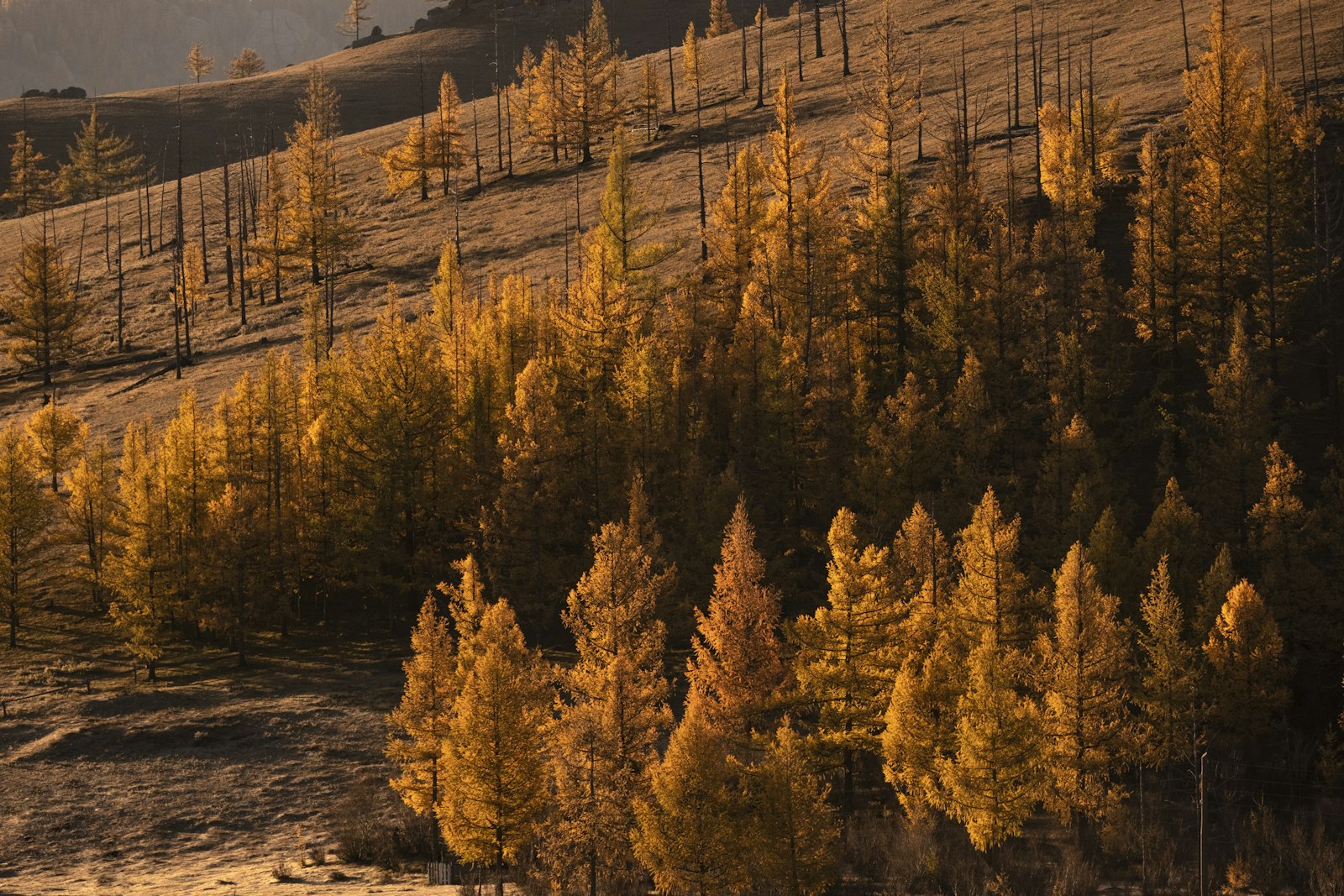 Fujifilm X-T3 + Fujifilm XF 100-400mm F4.5-5.6 R LM OIS WR sample photo. Landscape photography of brown-leafed photography