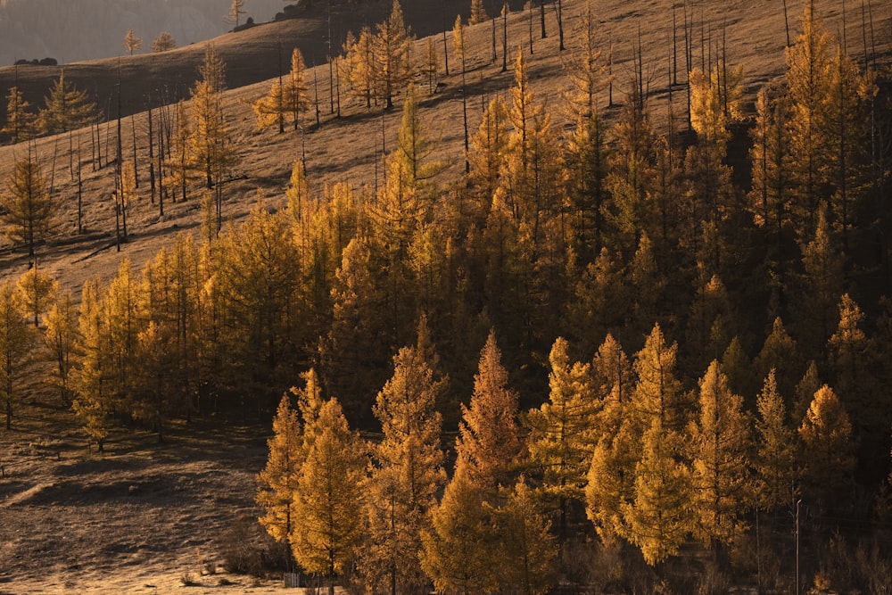 Fotografía de paisajes de árboles de hojas marrones