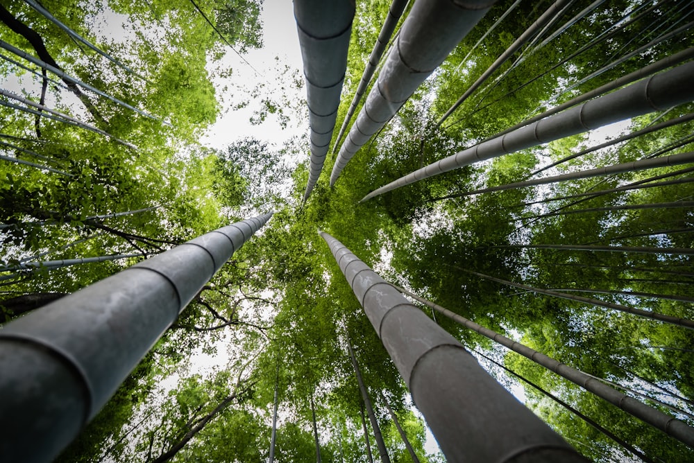 worm's-eye view photography of bamboo trees