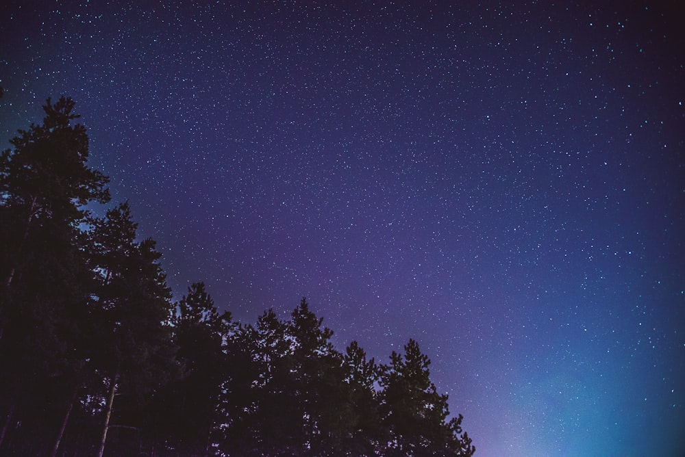 low angle photo of trees and sky