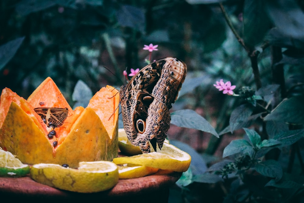 brown butterfly on sliced fruit