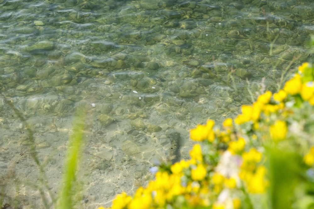 a body of water surrounded by yellow flowers