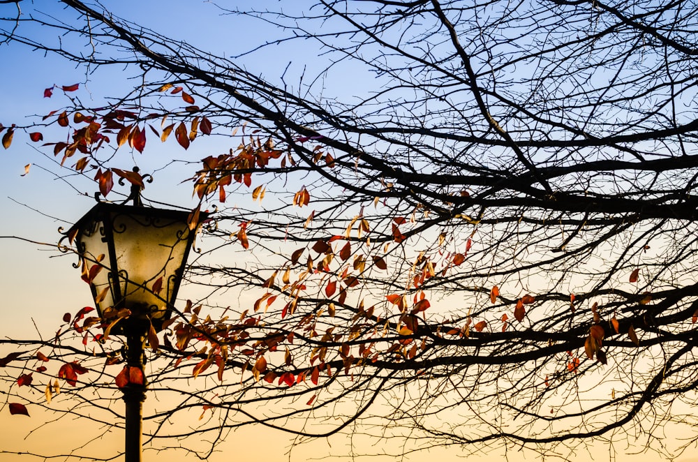 brown-leafed tree