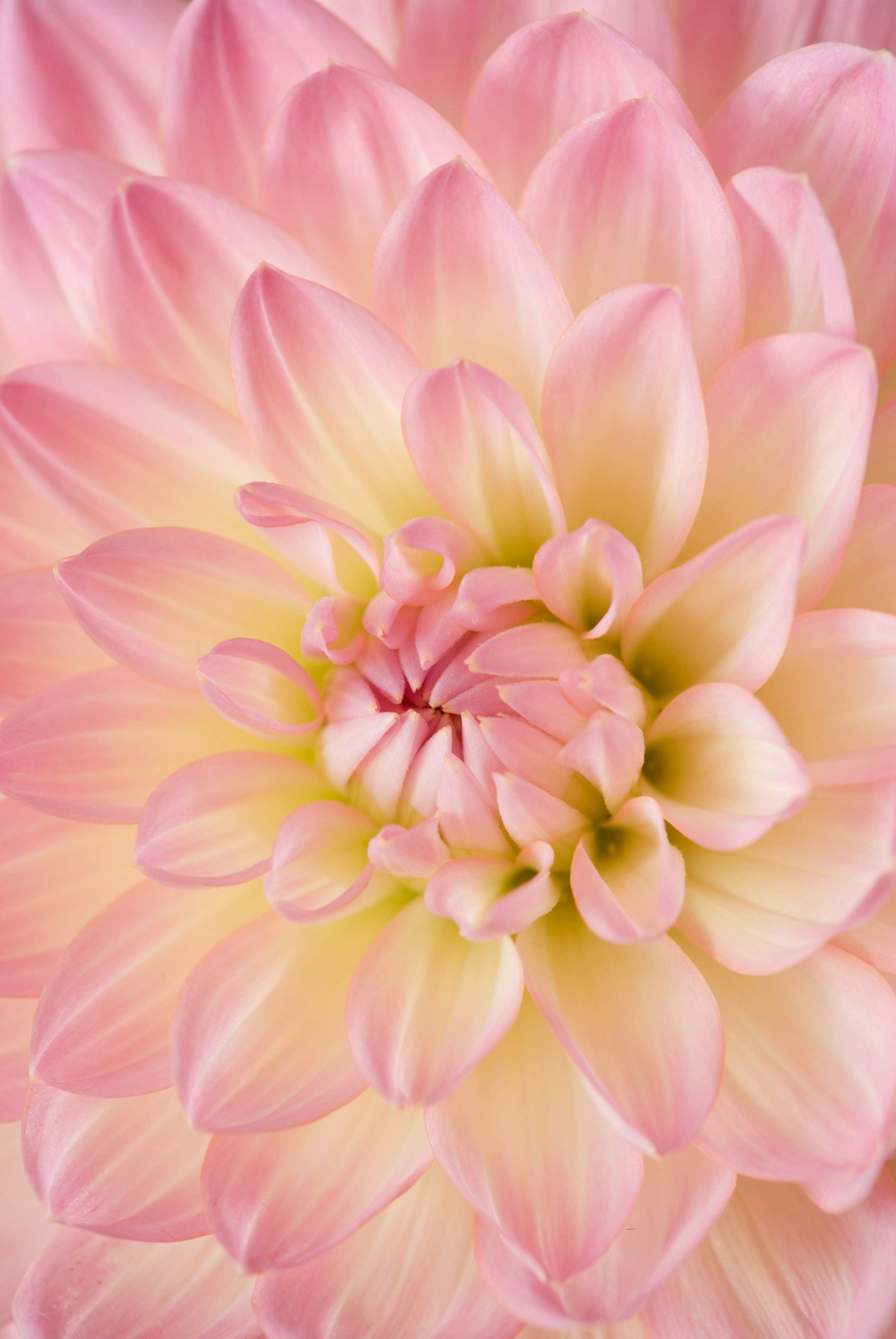 flower screensaver