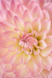 pink dahlia in bloom