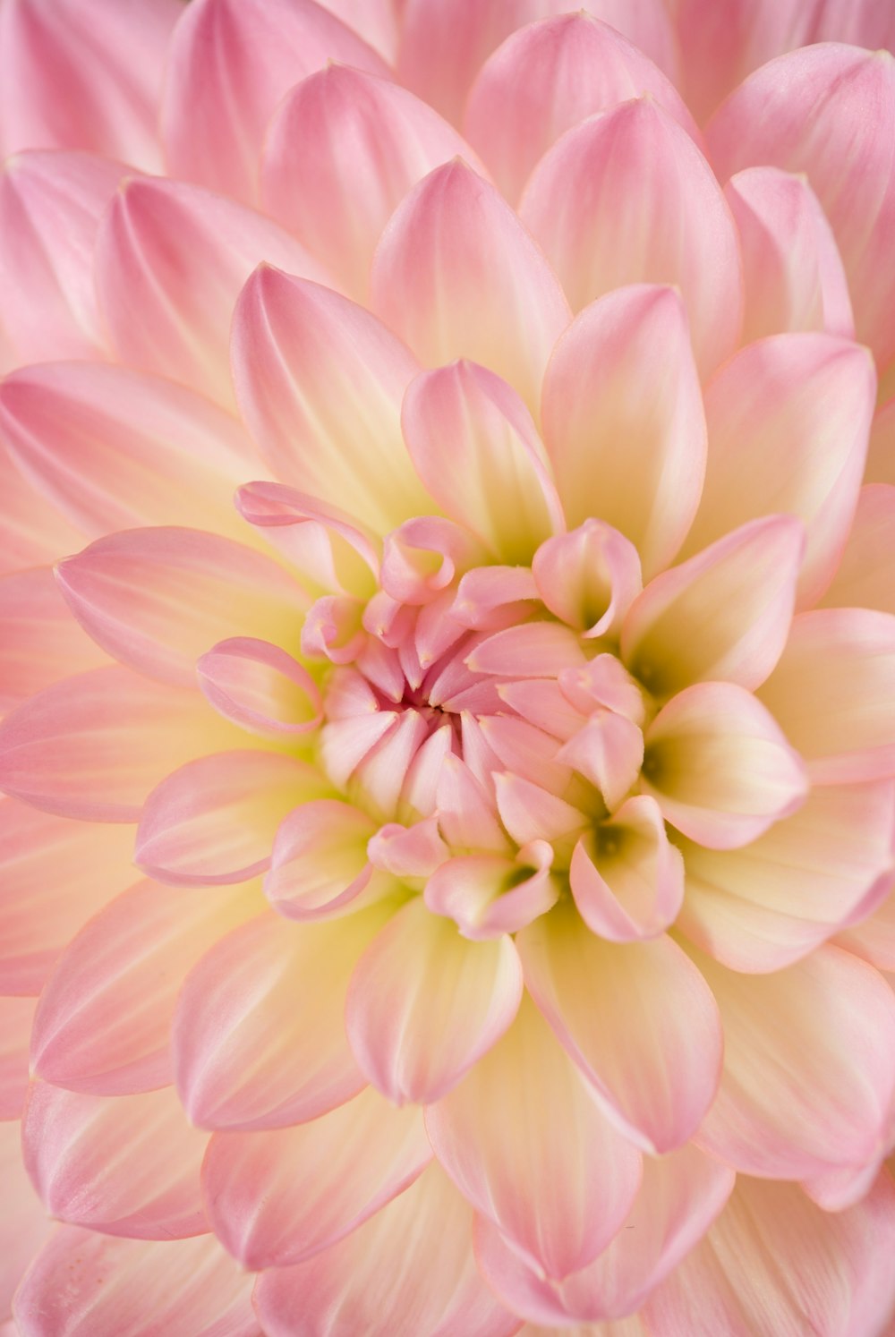 Dália cor-de-rosa em flor