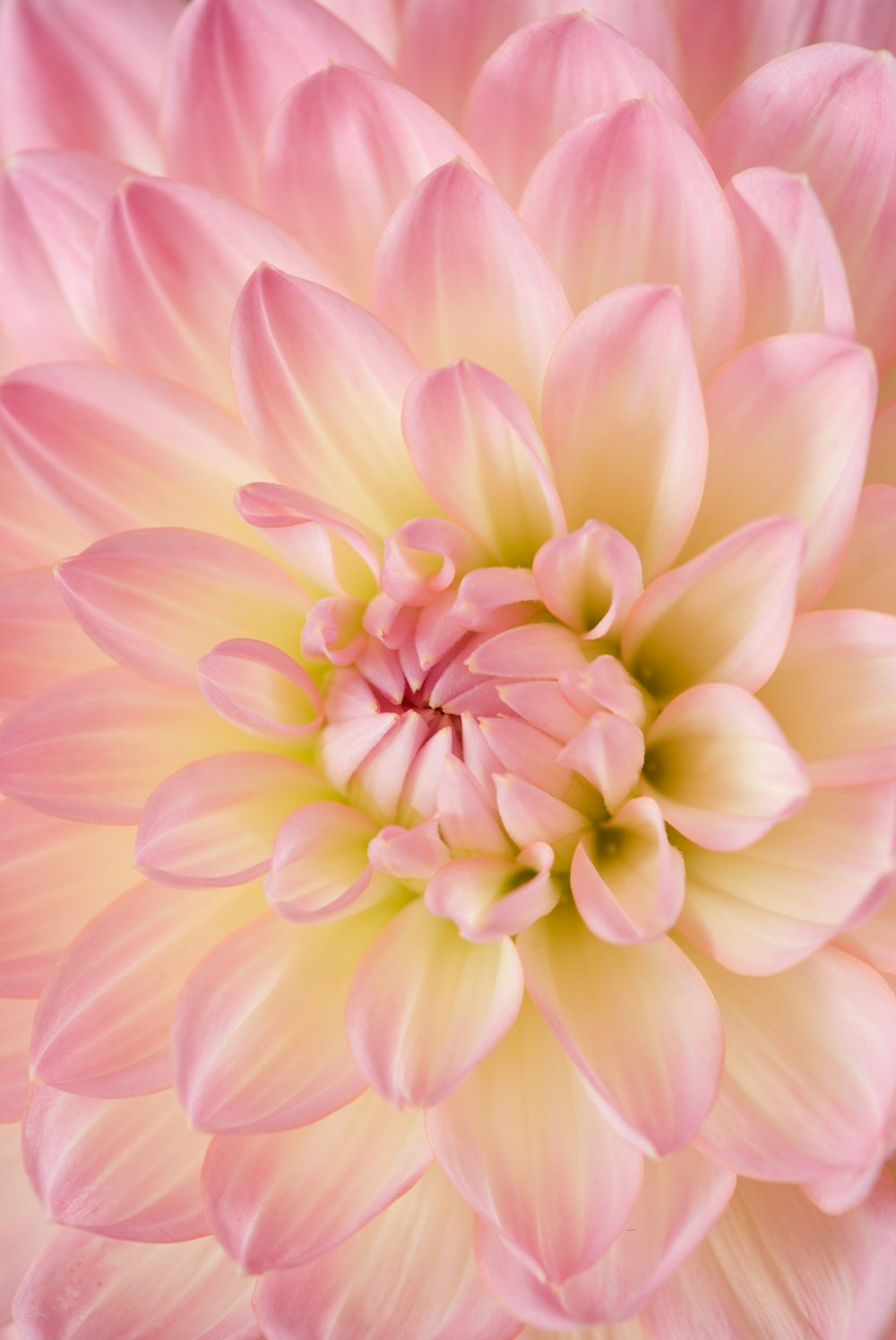 Dahlia rose en fleurs