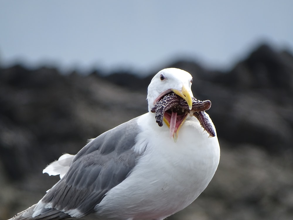 pájaro blanco y gris con gusanos en el pico