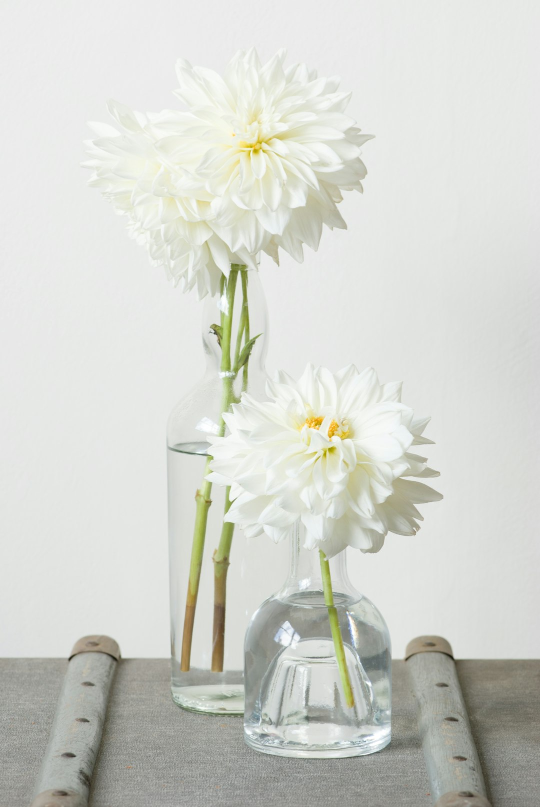 two white-petaled flowers