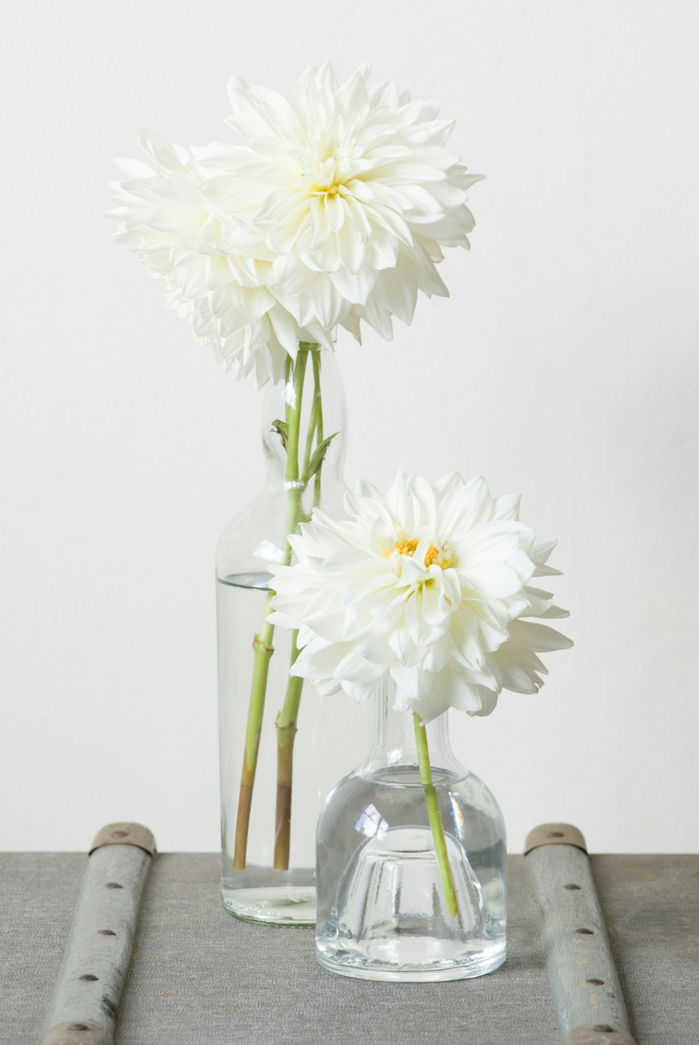 two white-petaled flowers