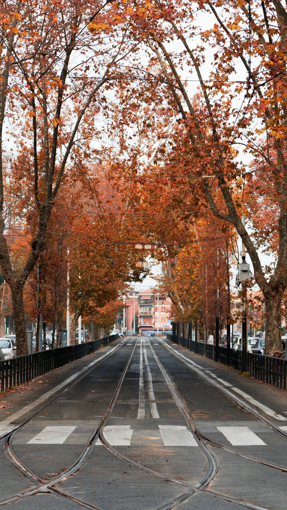 empty road by orange leafed trees during daytime