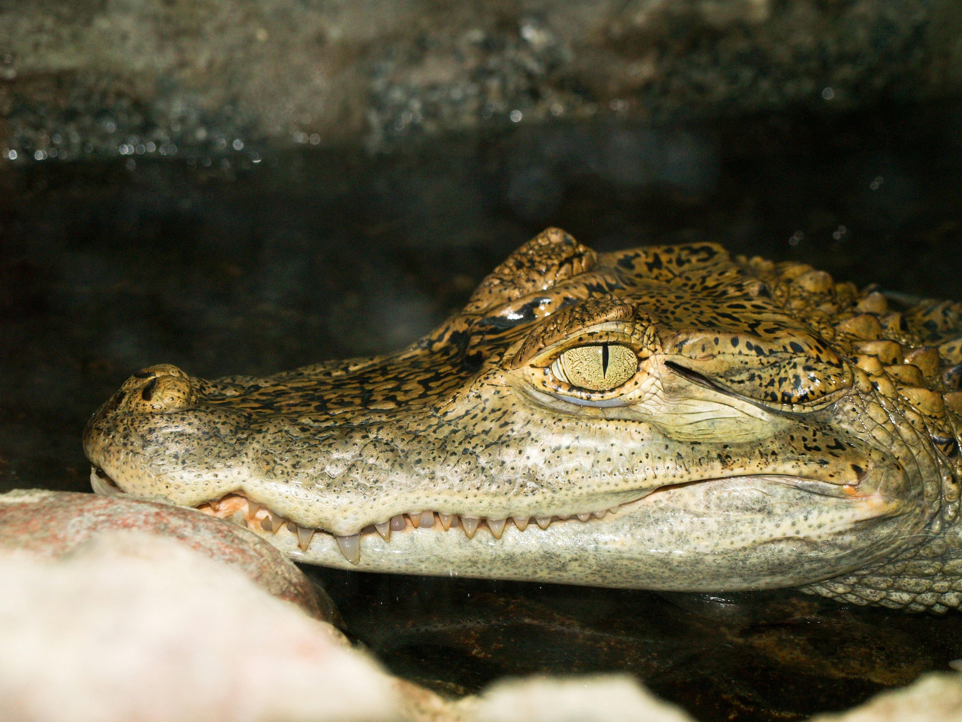 500 Crocodile Pictures Download Free Images On Unsplash