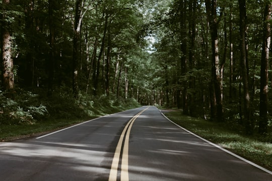 road between trees in Gatlinburg United States