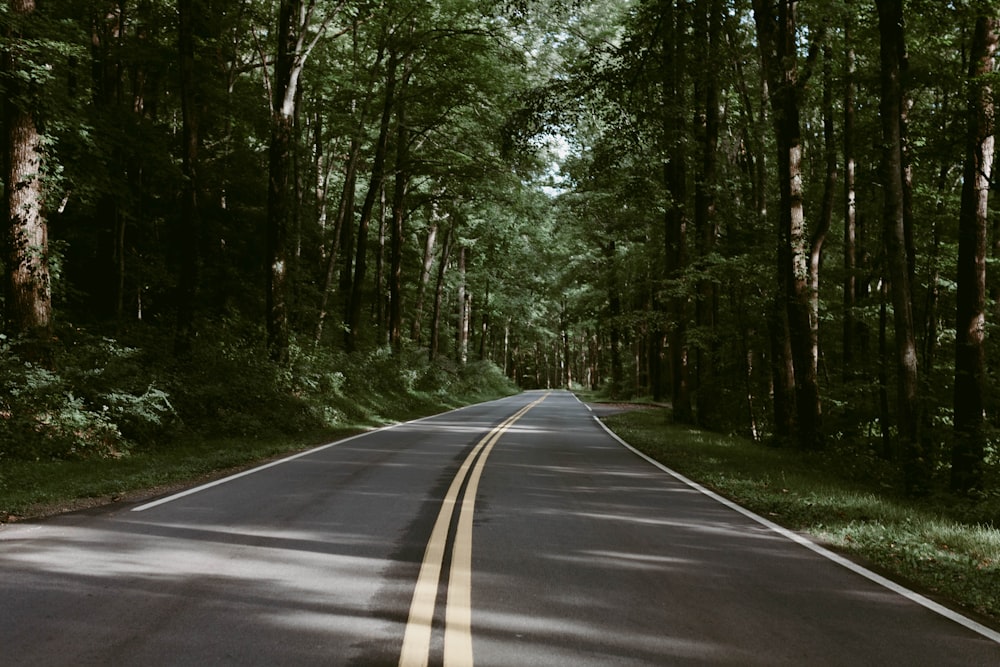 road between trees